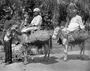 Vankilaan, Jamaika, 1905.