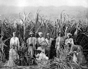 Sokeriruokoleikkurit, Jamaika, c1905.