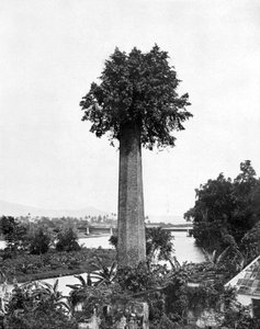 Puu kasvaa vanhasta sokeritilan piipusta, Jamaika, c1905.