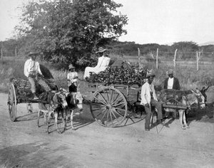 Puukärryt, Jamaika, c1905. tekijältä Adolphe Duperly and Son