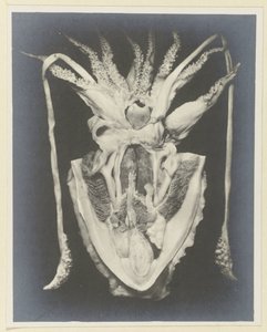 Kalmarin anatomia Anatomia de la Seiche (otsikko esineessä) tekijältä Adolphe Louis Donnadieu