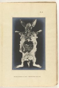 Kani leikattu auki siten, että elimet näkyvät Organes internes du lapin - Valokuvaus dans l