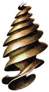Sarvihain (Heterodontus francisci) munakotelo 1923,