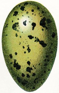 Egg of a Common Loon, 1923 tekijältä Adolphe Philippe Millot