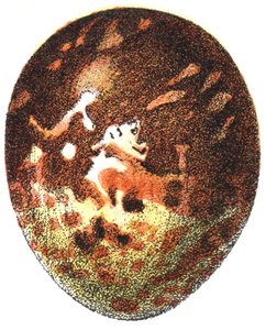 Hunajahaukan (Pernis apivorus) muna, 1923 tekijältä Adolphe Philippe Millot