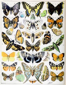 Kuva perhosista ja perhosista n. 1923