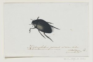 Musta vesikuoriainen Hydrophilus picens (otsikko esineessä) tekijältä Adriaan van der Willigen