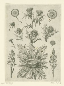 Kaukana eri tavoin Florilegium (sarjan nimi) tekijältä Adriaen Collaert