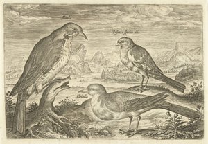 Kolme lintua maisemassa Avium Vivae (sarjan nimi) Linnut (sarjan nimi) tekijältä Adriaen Collaert