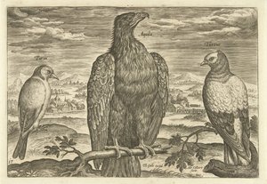Kolme lintua maisemassa Avium Vivae (sarjan nimi) Linnut (sarjan nimi) tekijältä Adriaen Collaert