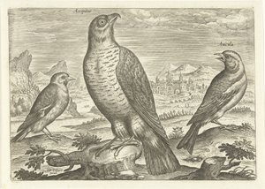 Kolme lintua maisemassa Linnut (sarjan nimi) Avium vivae (sarjan nimi) tekijältä Adriaen Collaert