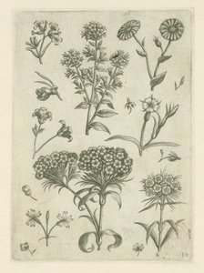 Sweet William ja muita kukkia Florilegium (sarjan nimi) tekijältä Adriaen Collaert