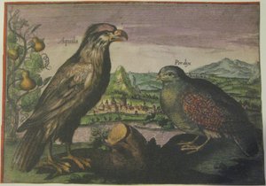 Kotka ja peltopyy, Iconotheca Valvasoriana tekijältä Adriaen Collaert