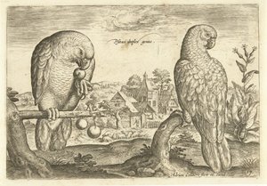 Kaksi papukaijaa maisemassa Avium Vivae (sarjan nimi) Linnut (sarjan nimi) tekijältä Adriaen Collaert