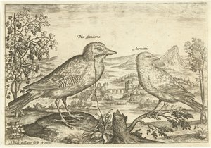 Kaksi lintua maisemassa Linnut (sarjan nimi) Avium Vivae (sarjan nimi) tekijältä Adriaen Collaert