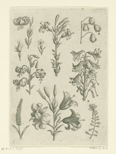 Neljä suurta liljaa ja muutama pienempi kukka Florilegium (sarjan nimi) tekijältä Adriaen Collaert