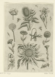 Auringonkukka ja muut kukat. Florilegium (sarjan nimi) tekijältä Adriaen Collaert