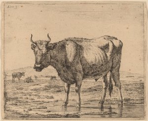 Härkä seisoo vedessä tekijältä Adriaen van de Velde