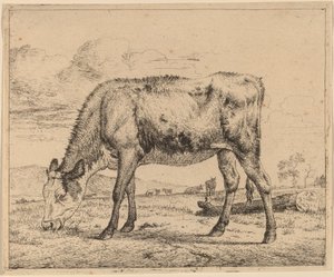 laiduntava vasikka tekijältä Adriaen van de Velde