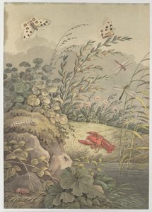 Vesipala rapuja, perhosia, sudenkorentoja ja tyrniä, c. 1800.
