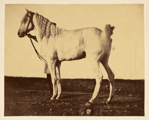 [Hevonen]