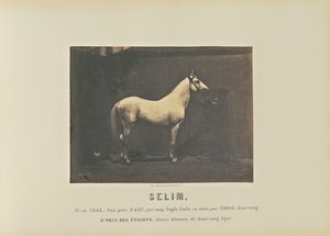 Selim tekijältä Adrien Alban Tournachon