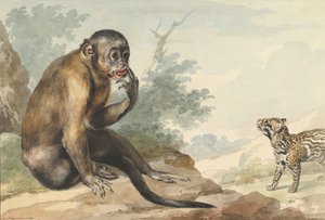 Apina istuu kalliolla ja katsoo siivettiä, 1764.