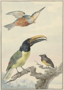 Kolme lintua: Kingfisher, prinssi von Wiedin tukaani ja urkuri tekijältä Aert Schouman