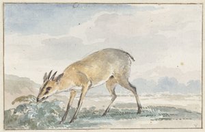 Helmikana tai Sylvicapra Grimmia tekijältä Aert Schouman