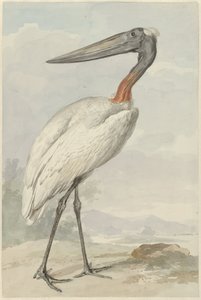 Jabiroe (Jabiroe mycteria) tekijältä Aert Schouman