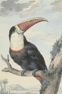 Punanokkatukaani, 1748