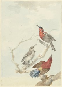 Kolme Crimson Sunbirds tekijältä Aert Schouman