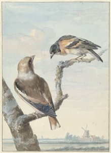 Kaksi lintua: happivarpu (Coccothraustes coccothraustes) ja vartio (Fringilla montifringilla) tekijältä Aert Schouman