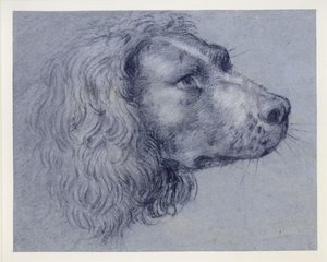 Spanielin pään tutkielma tekijältä Agostino Carracci