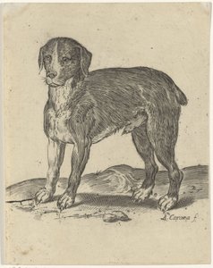 seisova koira tekijältä Agostino Carracci