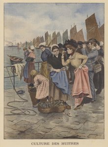 Ostereiden sadonkorjuu Cancalessa, Bretagnen