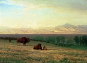 Buffalo on the Plains, n. 1890 tekijältä Albert Bierstadt