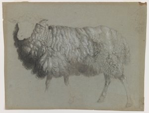 Tutkimus uuhesta, n. 1855 (grafiitti, värikynä ja liitu harmaanvihreällä paperilla) tekijältä Albert Bierstadt