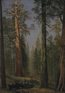 Grizzly Giant Sequoia, Mariposa Grove, Kalifornia tekijältä Albert Bierstadt