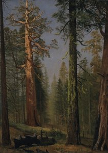 Grizzly Giant Sequoia, Mariposa Grove, Kalifornia tekijältä Albert Bierstadt