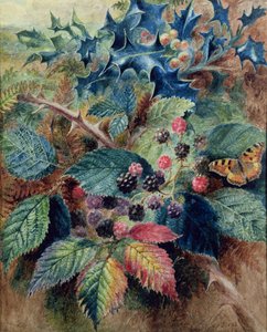 Karhunvatukat ja Holly perhosen kanssa tekijältä Albert Durer Lucas