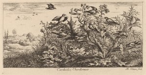 Carduelis, Kultasipso tekijältä Albert Flamen