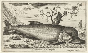 Delfiini kalaverkossa Delphinus Le Dauphin. (otsikko esineessä) Kalat ja muut meren eläimet - suolaisen veden kolmas sarja (sarjan nimi) Poissons de mer (sarjan nimi) tekijältä Albert Flamen