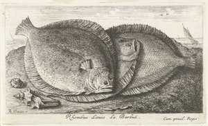 Kolme poikasta rannalla Rhombus Laeuis La Barbuë (otsikko esineessä) Kalat ja muut meren eläimet - suolaisen veden kolmas sarja (sarjan nimi) Poissons de mer (sarjan nimi) tekijältä Albert Flamen
