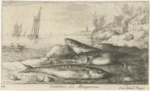 Kolme makrillia rannalla Scomber. Le Maquereau. (otsikko esineessä) Kalat ja muut meren eläimet - suolaisen veden ensimmäinen sarja (sarjan nimi) Diverse Especes de Poissons de mer (sarjan nimi) tekijältä Albert Flamen
