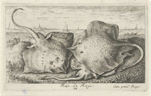 Kolme sädettä rannalla raja. La Raye. (otsikko esineessä) Kalat ja muut meren eläimet - suolaisen veden toinen sarja (sarjan nimi) Poissons de mer (sarjan nimi) tekijältä Albert Flamen