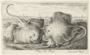 Kolme sädettä rannalla raja. La Raye. (otsikko esineessä) Kalat ja muut meren eläimet - suolaisen veden toinen sarja (sarjan nimi) Poissons de mer (sarjan nimi) tekijältä Albert Flamen