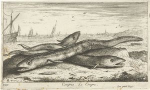 Kolme meriankeriasta rannalla Kongressi Le Congress. (otsikko esineessä) Kalat ja muut meren eläimet - suolaisen veden ensimmäinen sarja (sarjan nimi) Diverse Especes de Poissons de mer (sarjan nimi) tekijältä Albert Flamen