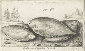Kolme pohjallista rannalla Solea siue Lingulaca. La Solle. (otsikko esineessä) Kalat ja muut meren eläimet - suolaisen veden kolmas sarja (sarjan nimi) Poissons de mer (sarjan nimi) tekijältä Albert Flamen