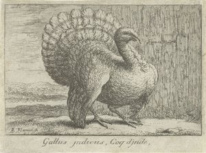 Landschap met kalkoen Gallus indicus, Coq d